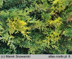 Juniperus ×pfitzeriana Blue and Gold