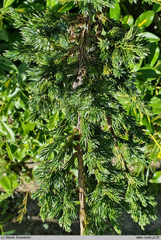 Juniperus squamata Meyeri