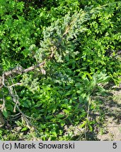 Juniperus squamata Meyeri