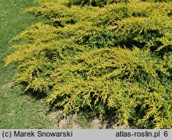 Juniperus ×pfitzeriana Mathot