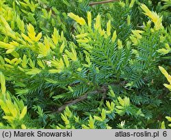 Juniperus ×pfitzeriana Mathot