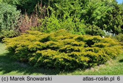 Juniperus ×pfitzeriana Mathot