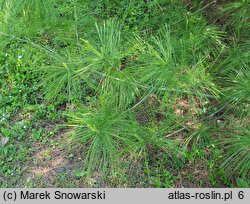 Pinus armandii (sosna Armanda)