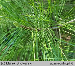 Pinus armandii (sosna Armanda)