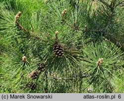 Pinus thunbergii (sosna Thunberga)