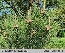 Pinus thunbergii (sosna Thunberga)