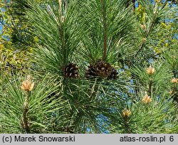 Pinus thunbergii (sosna Thunberga)