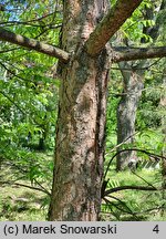 Pinus tabulaeformis (sosna chińska)