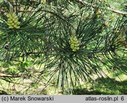 Pinus tabulaeformis (sosna chińska)