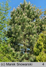 Pinus tabulaeformis (sosna chińska)