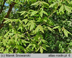 Acer griseum (klon strzępiastokory)