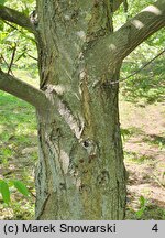 Pterocarya rhoifolia (skrzydłorzech japoński)