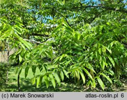 Pterocarya rhoifolia (skrzydłorzech japoński)