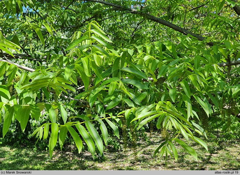 Pterocarya rhoifolia (skrzydłorzech japoński)