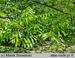 Pterocarya rhoifolia (skrzydłorzech japoński)