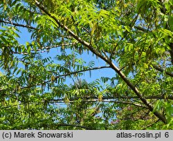 Pterocarya rhoifolia (skrzydłorzech japoński)