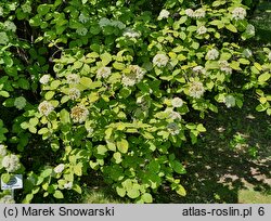 Viburnum lantana Aureum