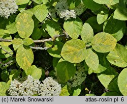 Viburnum lantana Aureum