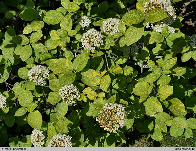 Viburnum lantana Aureum