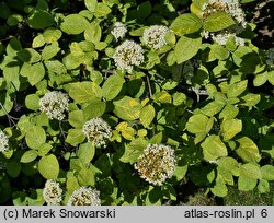 Viburnum lantana Aureum