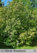 Viburnum lantana Aureum