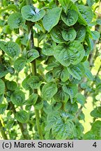 Cornus sanguinea Compressa