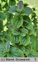 Cornus sanguinea Compressa