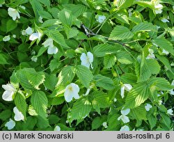 Rhodotypos scandens (różowiec biały)