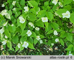 Rhodotypos scandens (różowiec biały)