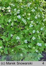 Rhodotypos scandens (różowiec biały)