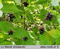 Rhodotypos scandens (różowiec biały)