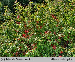 Chaenomeles speciosa (pigwowiec okazały)