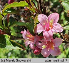 Weigela florida (krzewuszka cudowna)