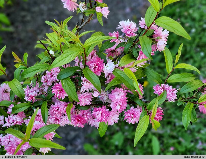 Prunus glandulosa Rosea Plena