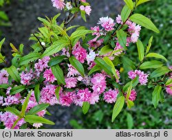 Prunus glandulosa Rosea Plena