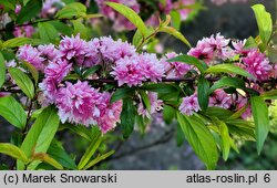 Prunus glandulosa Rosea Plena