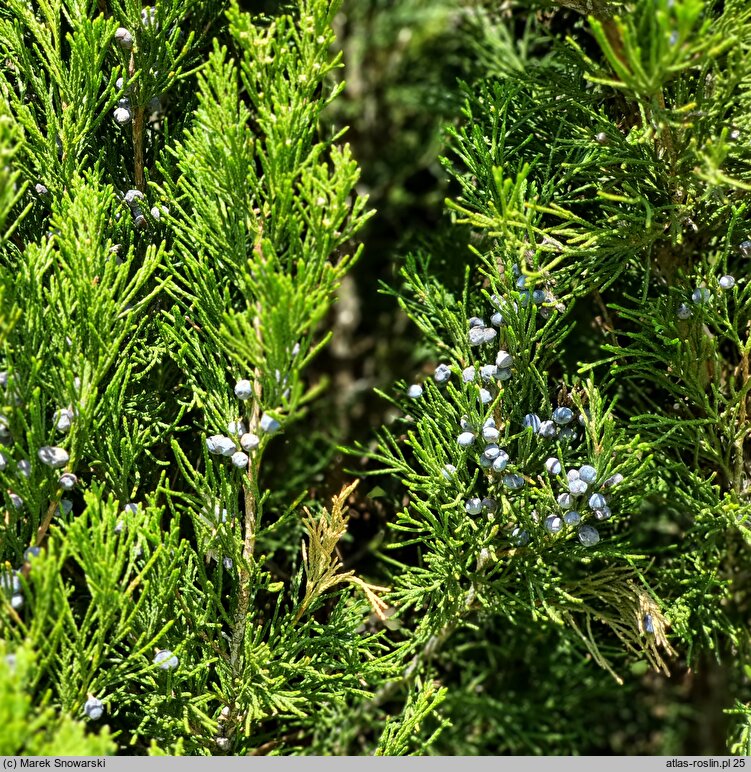 Juniperus virginiana Helle