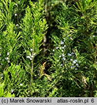 Juniperus virginiana Helle