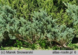 Juniperus sabina Skandia