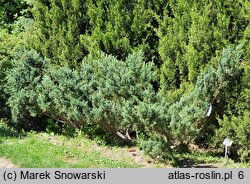 Juniperus sabina Skandia