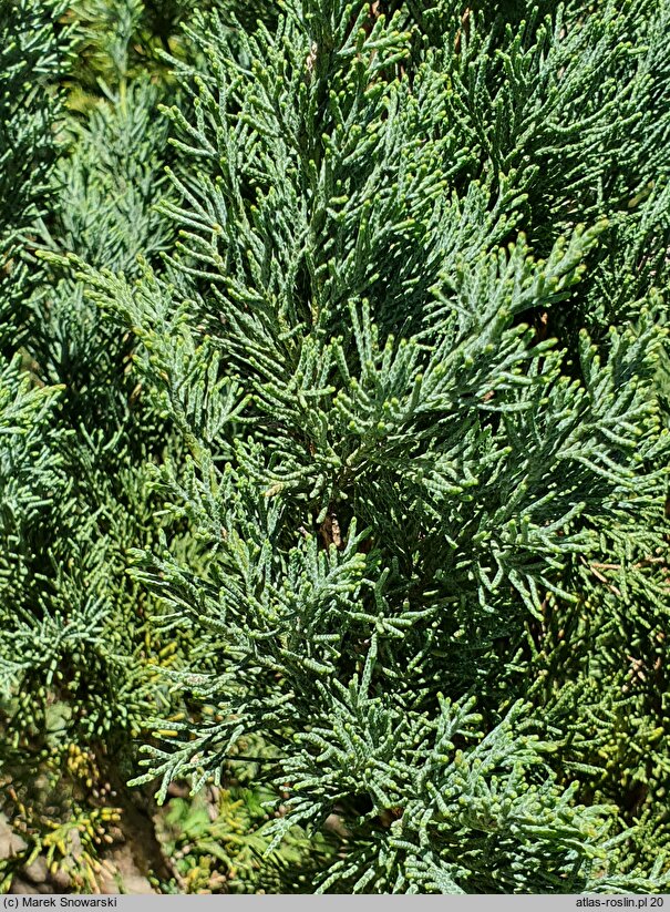 Juniperus sabina Skandia