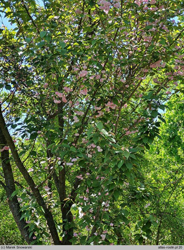 Prunus serrulata Kanzan