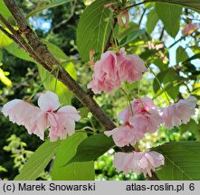 Prunus serrulata Kanzan