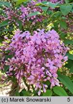 Syringa ×chinensis Saugeana