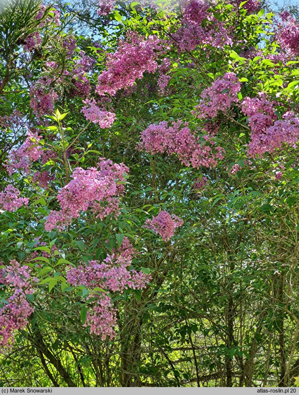 Syringa ×chinensis Saugeana