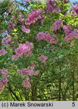 Syringa ×chinensis Saugeana