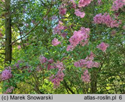 Syringa ×chinensis Saugeana