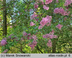 Syringa ×chinensis Saugeana