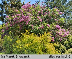 Syringa ×chinensis Saugeana