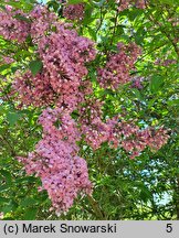 Syringa ×chinensis Saugeana